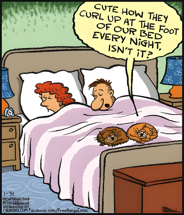 cats on bed  comic