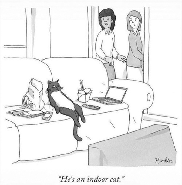 indoor cat comic
