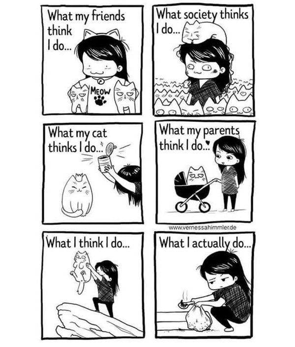 owning a cat comic