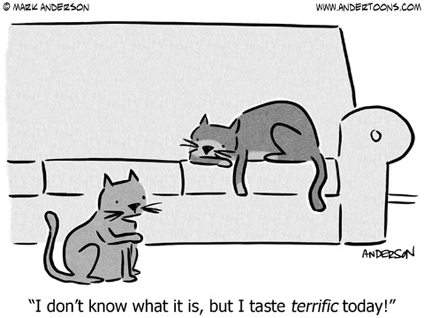 tasty cat  comic