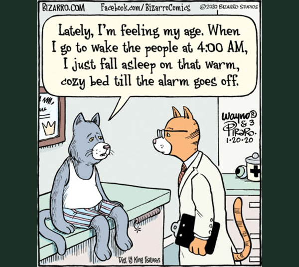 tired cat comic