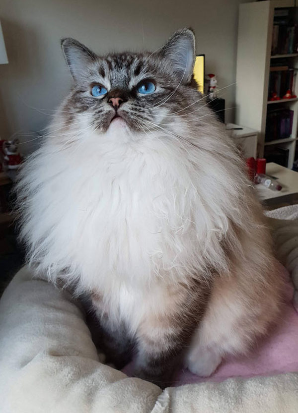 a very floofy cat