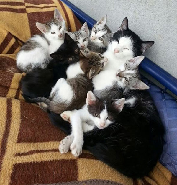 cat with lots of kittens