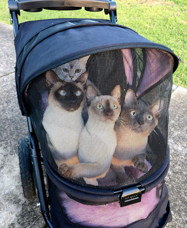 baby carriage kitties