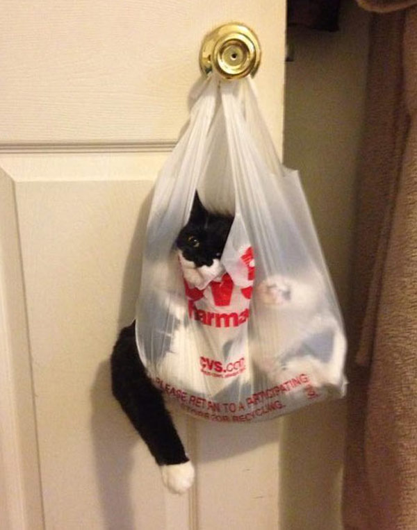 cat in shopping bag