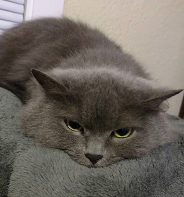 gray cat and gray blanket