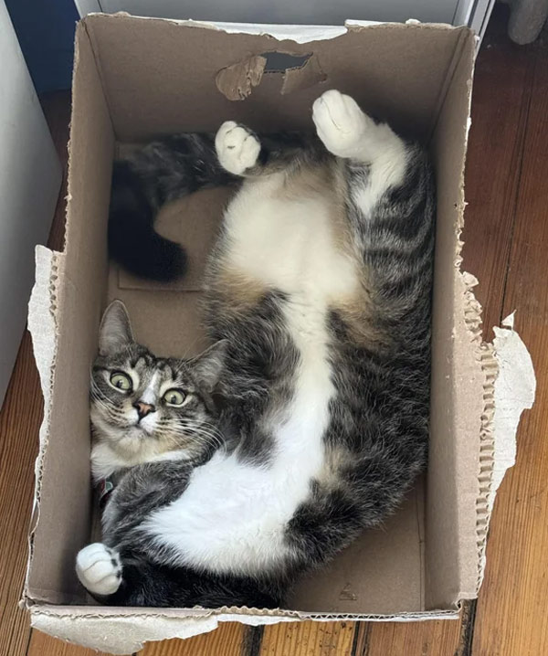 cat bent in small box