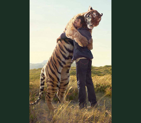 big tiger hug