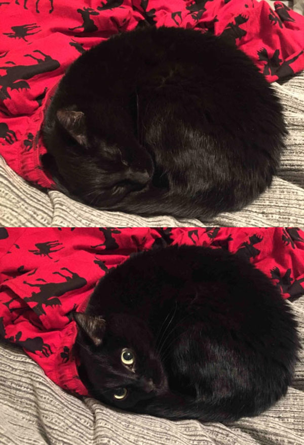 little black cat in a ball