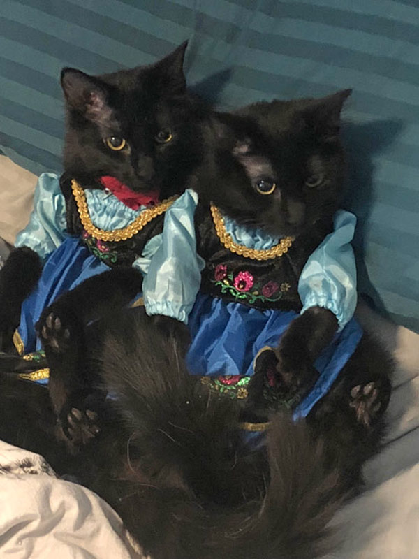 black cats in dresses