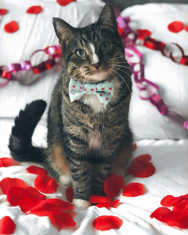 handsome bowtie cat