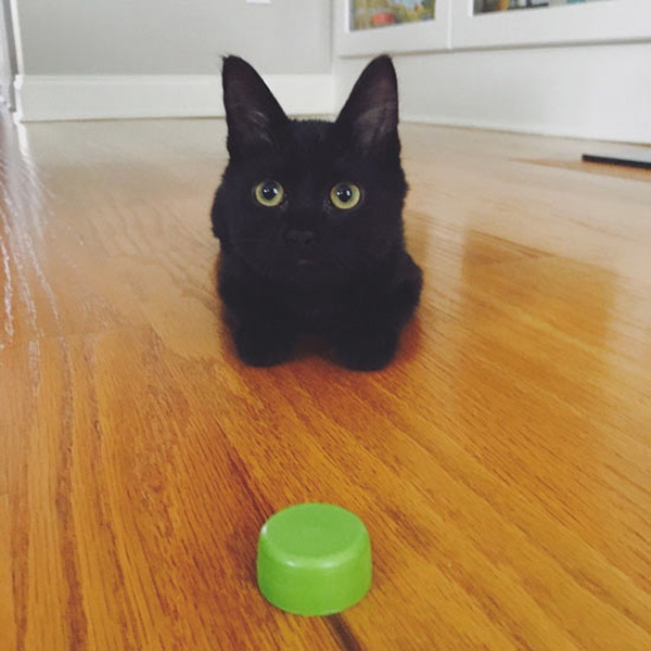cat andbottle cap