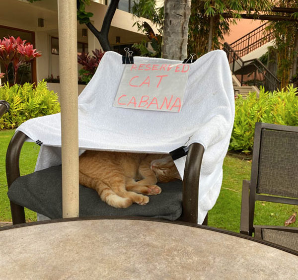 cat cabana