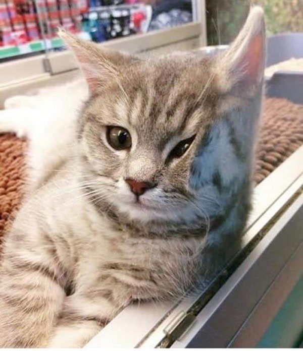 cat with ear to glass