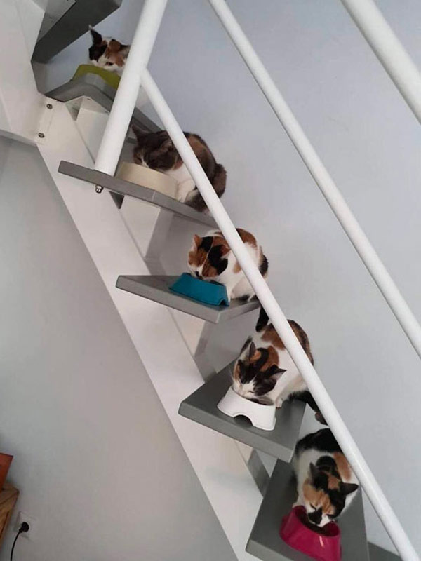 cats eating on stairs