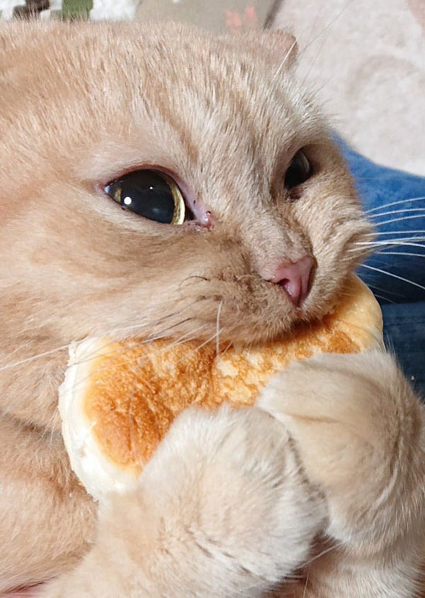 cat eats biscuit