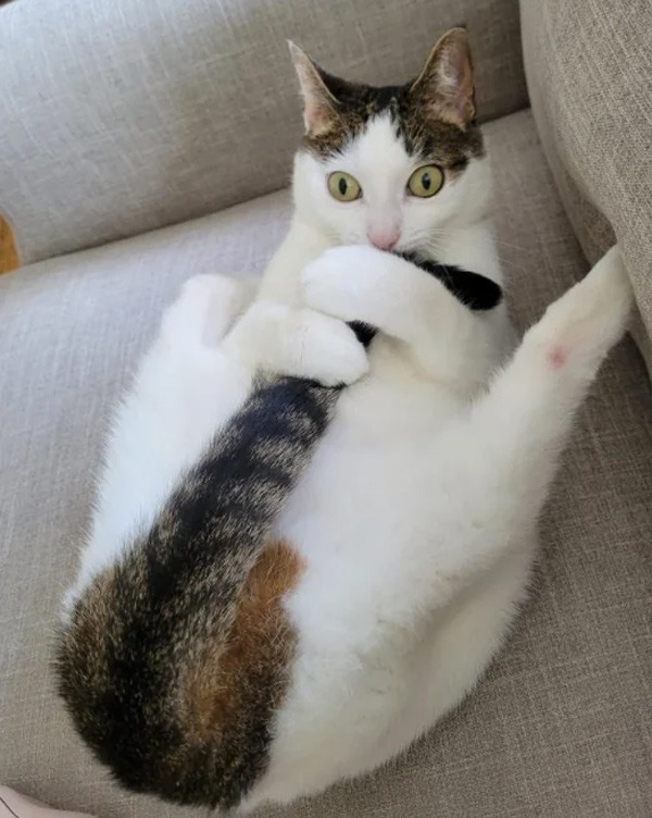 cat grabs tail