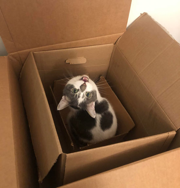 cat in a box in a box