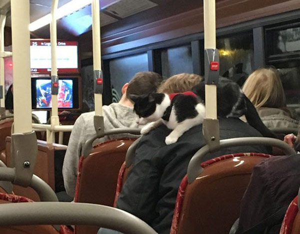 cat on a bus