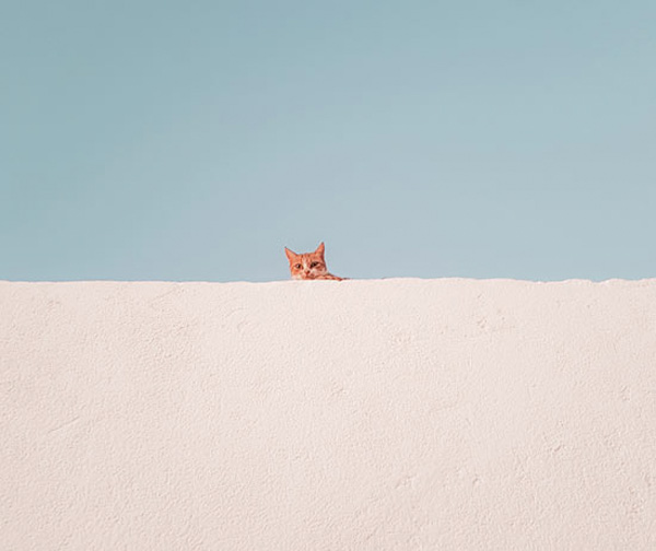 cat on a wall