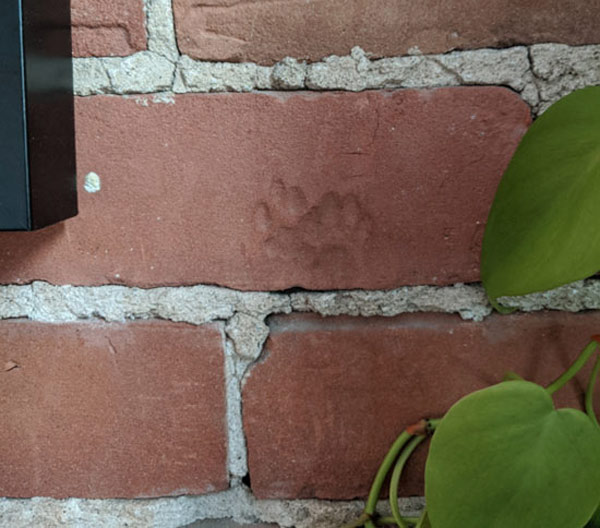 cat paw prints on brick