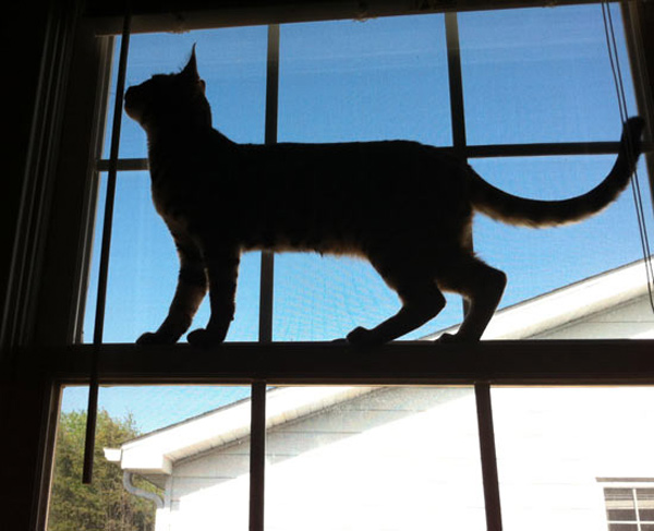 cat silhouette in window