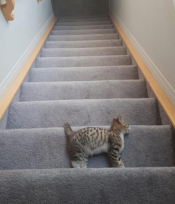 cat asleep on stairs