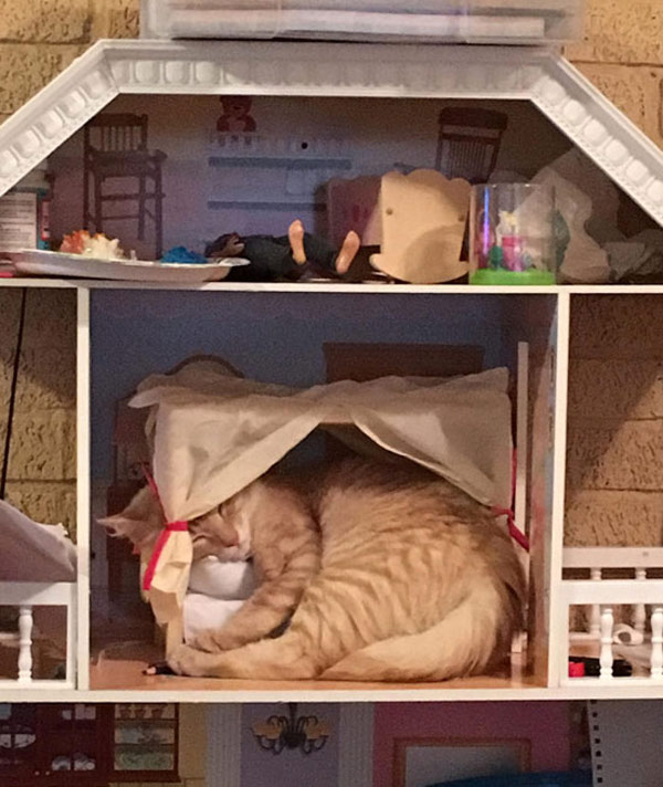 cat asleep in dollhouse