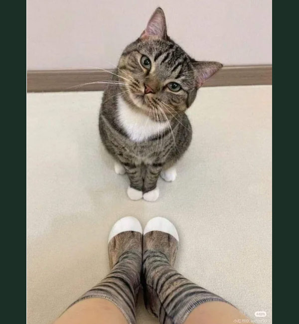 cat socks