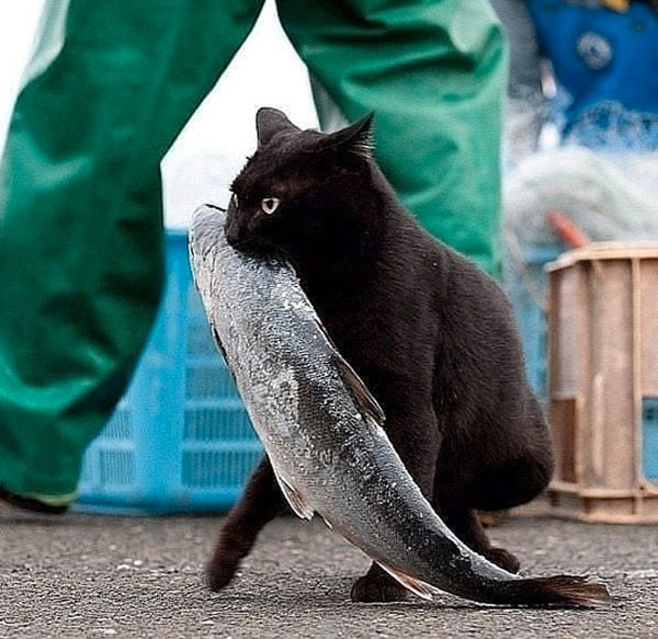 cat stealing fish