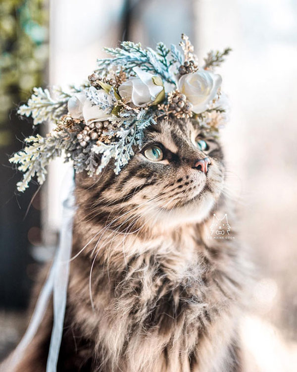 flower hat cat