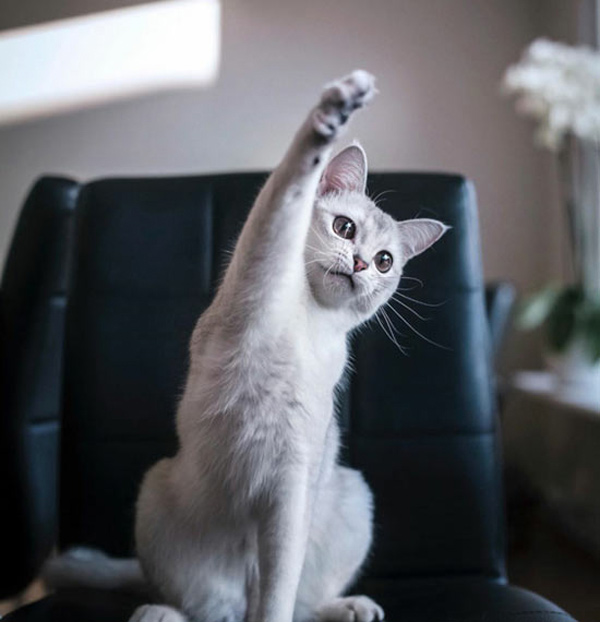 cat with raised paw