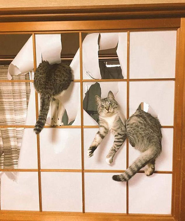 cats in shoji screens