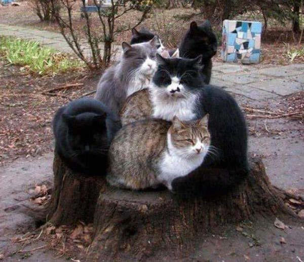 cats on stump