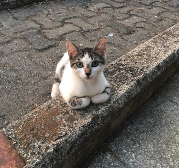 curious curb kitten