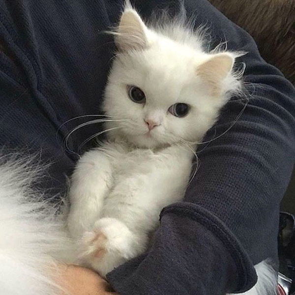 cute white kitten