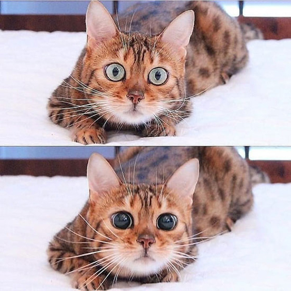 excited eyes cat