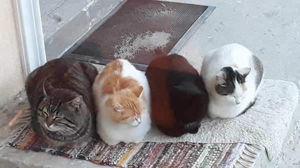 four cats together