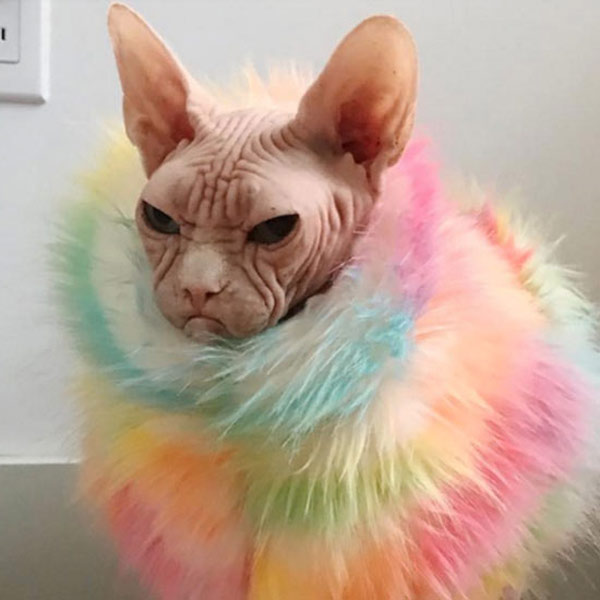 grumpy sphynx cat wearing boa