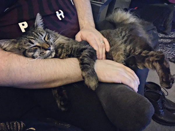 happy cat on lap