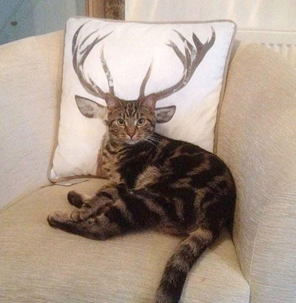 horned cat