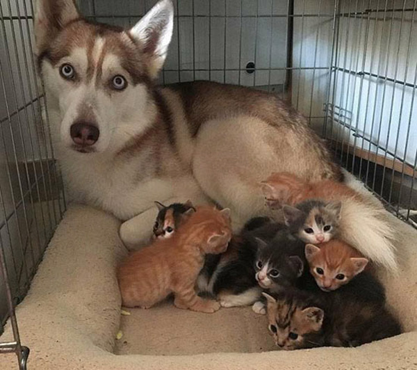 husky and seven kittens