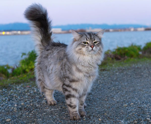 judgemental cat