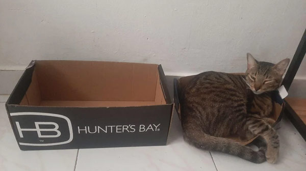 cat in box lid cat