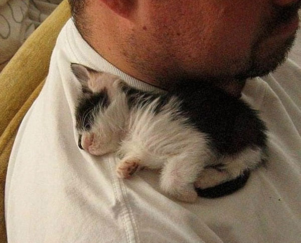 kitten asleep on neck
