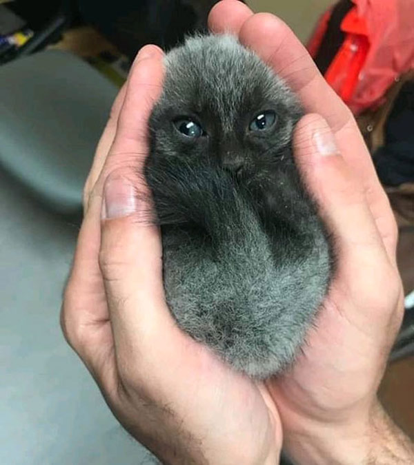 small kitten in  hand