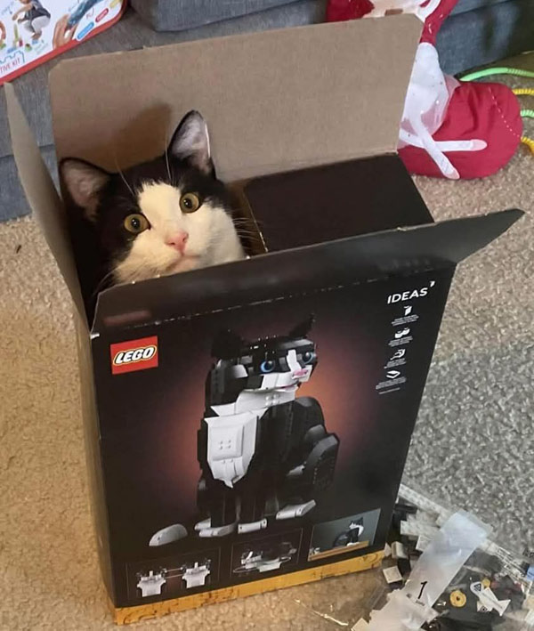 lego cat in box