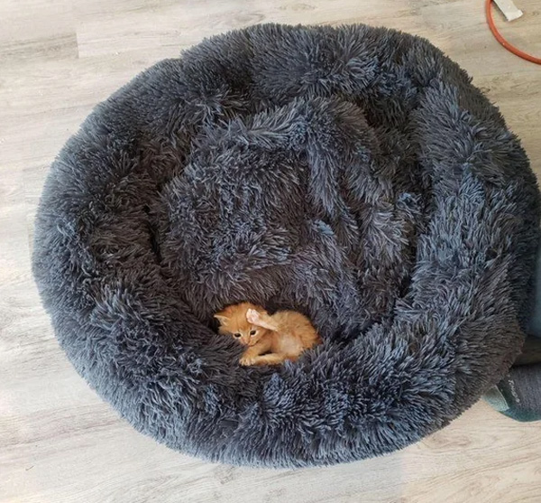 little kitten in big bed