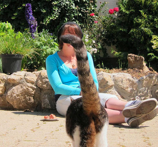 long tail cat
