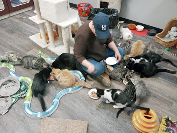 lunch with cats